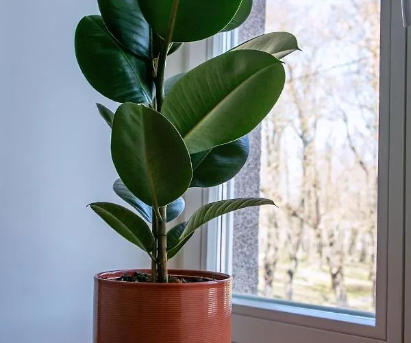 Kalamaja Park Fast Net 150 G, Bath Apartman Tallinn